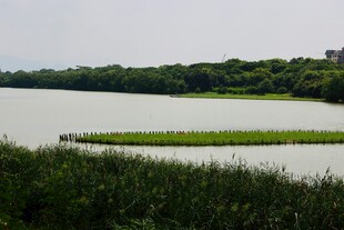 湖畔绿野风光