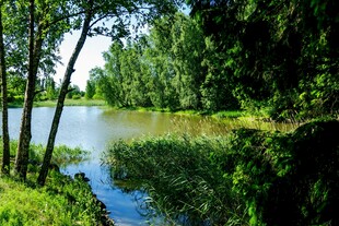 湖畔绿树成荫的自然美景