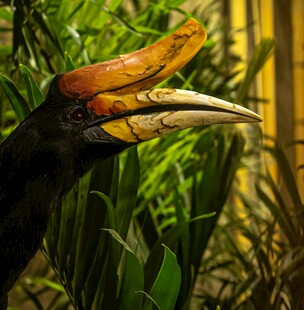 奇特巨嘴鸟特写