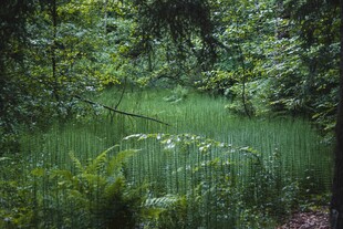 静谧森林中的清幽池塘
