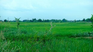 广袤绿野田园风光