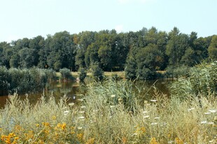 湖畔野花与葱郁树林美景