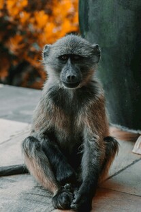 独坐的猴子