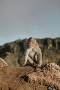 岩石上的猴子