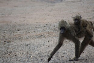 母狒狒背着幼崽行走