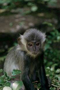 林中的小猴子