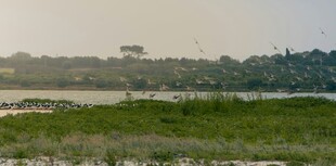 广袤绿野中的开阔自然景观