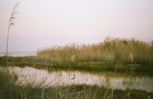 湿地芦苇景观