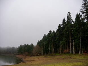 湖畔松林 雾霭中的自然景