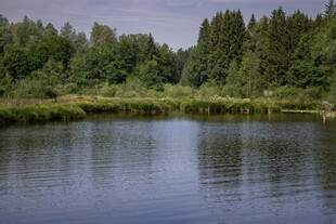 宁静湖畔森林美景
