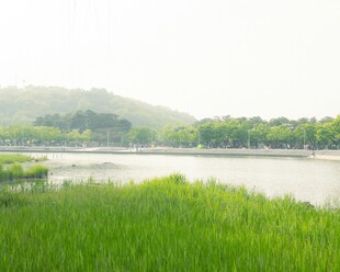 湖畔绿野风光