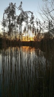 夕阳下的静谧湖畔芦苇景