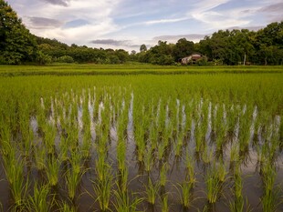 翠绿稻田风光