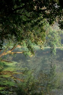 林间静谧湖水风景图