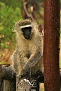 坐于木栏的可爱猴子