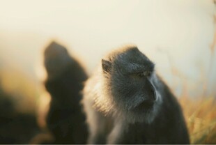 阳光下的猴群