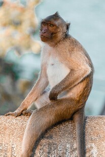 石上坐猴