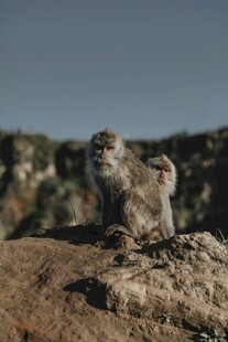 岩石上的猴子