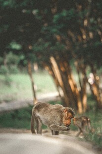 野外猴子觅食场景