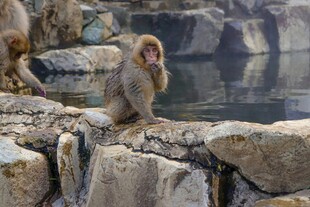 岩石上的可爱小猴子