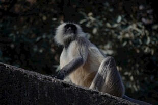 端坐的灰叶猴