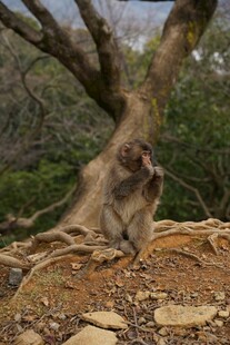 岩石上的猴子