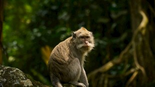 岩石上的猴子