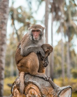 母猴与小猴坐于树桩上