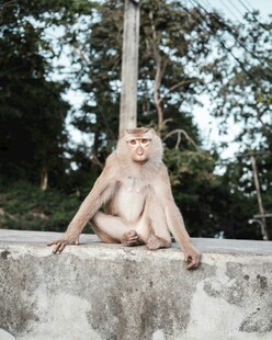 石台上静坐的猴子