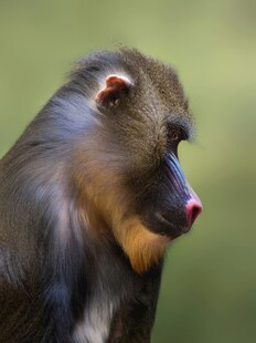 狒狒特写