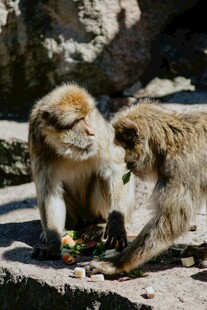 两只猴子互动进食场景
