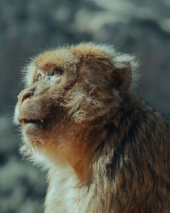 凝视的猴子