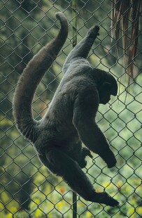 黑猴倒挂在围栏上玩耍