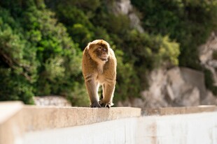 石台上行走的野生猴子