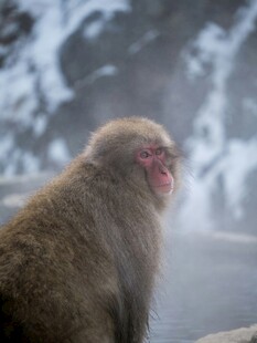 雪中泡温泉的日本猕猴