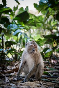 林间独坐的猴子