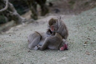 猴子母子亲昵互动场景