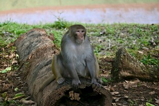 猴子坐树桩