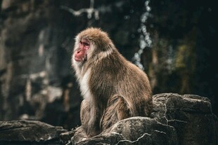 岩石上的猴子