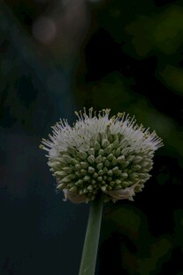 球状白花特写