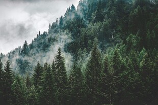 云雾缭绕的茂密山林