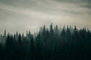 雾中森林景观