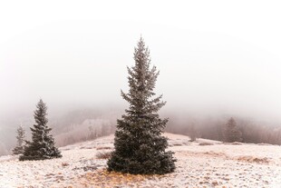 雾中孤松雪景