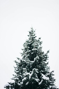 雪覆松树
