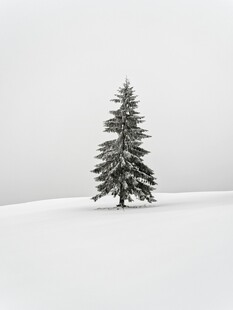 雪地中的孤独圣诞树