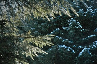 雪覆松枝的冬日森林景象