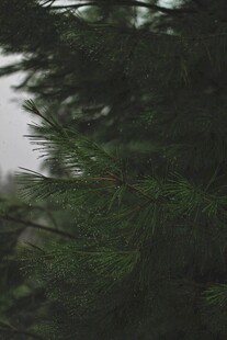 茂密松枝的朦胧景致