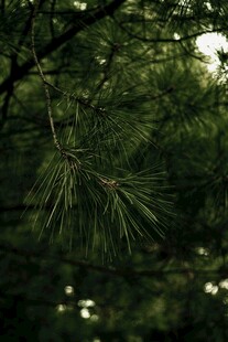 翠绿松枝隐于繁茂绿叶间