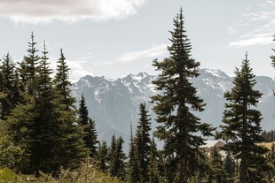 山林间挺拔的松树与远山