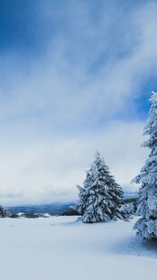 冬日雪景中的静谧雪松